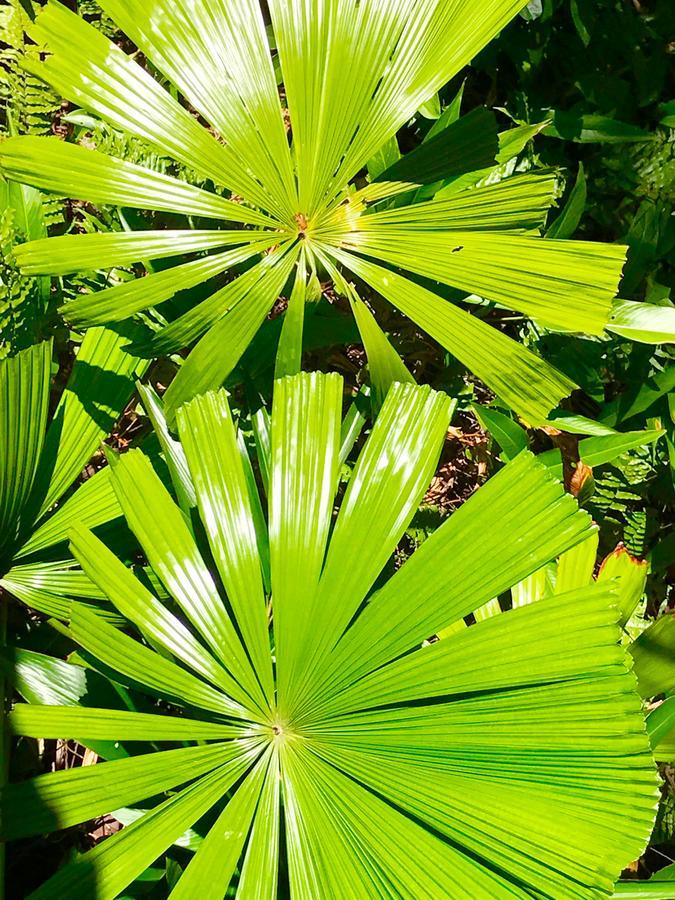 Daintree Magic Holiday House Cow Bay Exterior photo